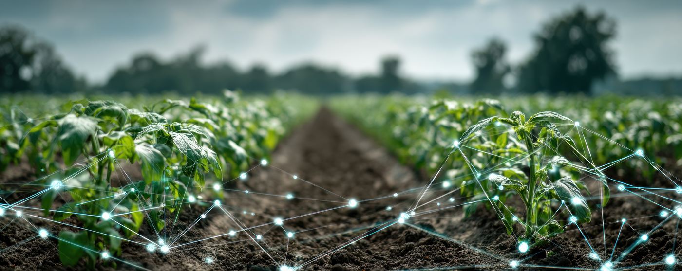 Campo agrícola con red de sensores IoT